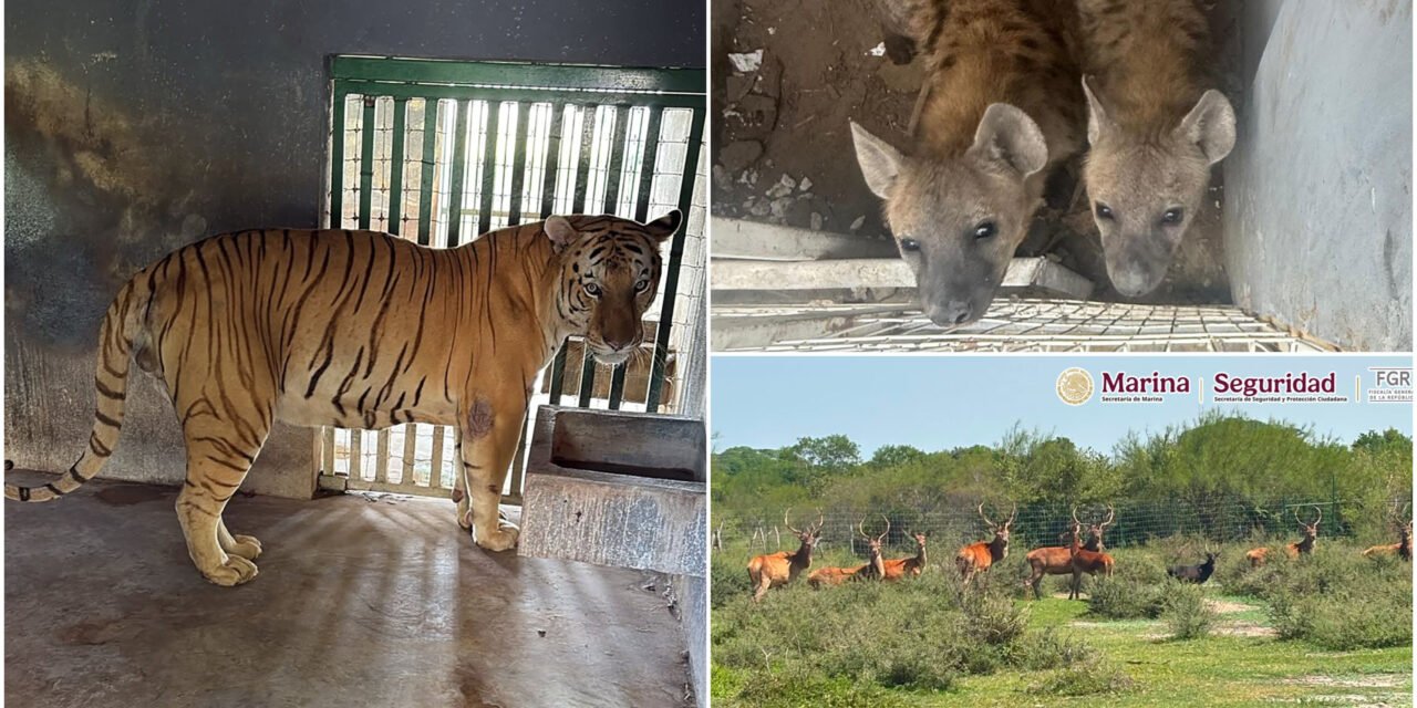 Escondían animales exóticos en rancho; todos rescatados