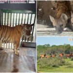 Escondían animales exóticos en rancho; todos rescatados