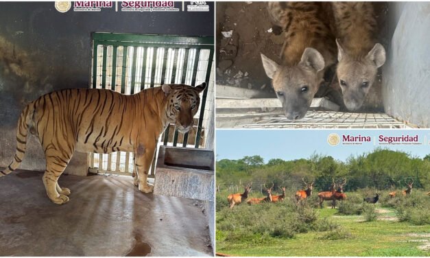 Escondían animales exóticos en rancho; todos rescatados