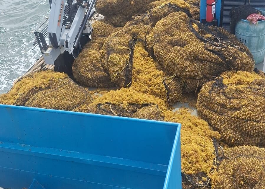 Se fue el turismo, quedó el sargazo