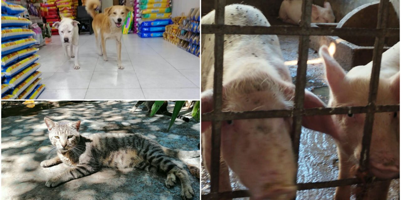 Bienestar, cuidado y protección de animales, es ley; implica sanciones