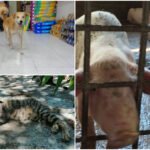 Bienestar, cuidado y protección de animales, es ley; implica sanciones