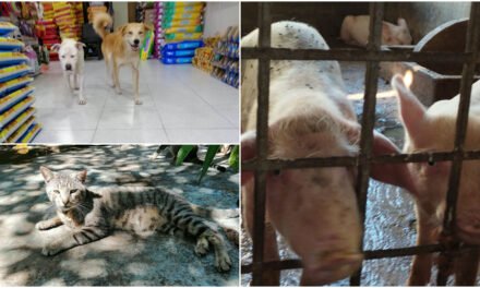 Bienestar, cuidado y protección de animales, es ley; implica sanciones