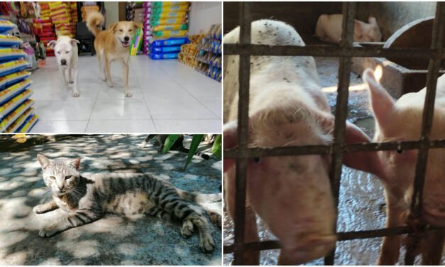 Bienestar, cuidado y protección de animales, es ley; implica sanciones
